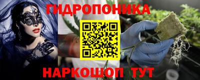 стафф Кингисепп